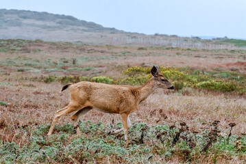 Naklejka na ściany i meble Mule Deer (Odocoileus hemionus) in Bodega Bay area, California, USA