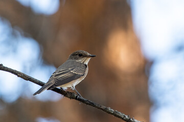 Muscicapa striata sit on tree
Spotted flycatcher sit on branch Volgograd region, Russia.