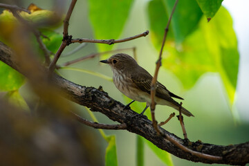 Muscicapa striata sit on tree
Spotted flycatcher sit on branch Volgograd region, Russia.
