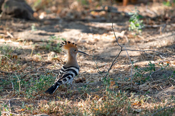 A hoopoe walks through a clearing in search of tasty larvae. Upupa epops sit on ground
Spotted flycatcher sit on branch Volgograd region, Russia.