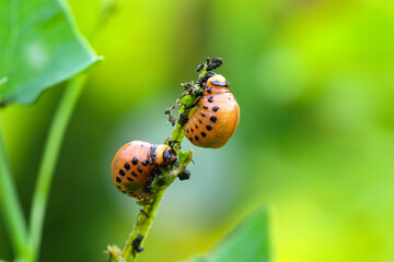 Colorado potato beetle larvae eat potato leaves. Pests of agriculture. Harvest destruction.