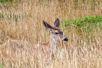 Mule Deer (Odocoileus hemionus) in Bodega Bay area, California, USA