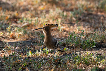 A hoopoe walks through a clearing in search of tasty larvae. Upupa epops sit on ground
Spotted flycatcher sit on branch Volgograd region, Russia.