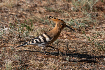 Obraz na płótnie Canvas A hoopoe walks through a clearing in search of tasty larvae. Upupa epops sit on ground Spotted flycatcher sit on branch Volgograd region, Russia.