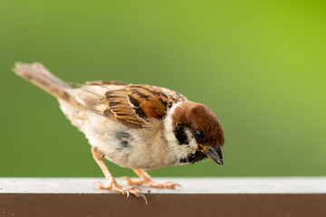 sparrow on a fence