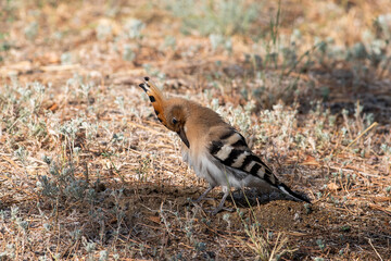 A hoopoe walks through a clearing in search of tasty larvae. Upupa epops sit on ground
Spotted flycatcher sit on branch Volgograd region, Russia.