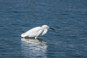 Snowy Egret (Egretta thula) in Malibu lagoon, California, USA