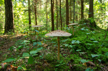 A large white forest mushroom with a long stem. Like an umbrella