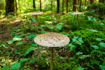 A large white forest mushroom with a long stem. Like an umbrella