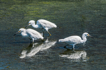 Snowy Egrets (Egretta thula) in Malibu lagoon, California, USA