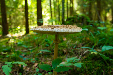 A large white forest mushroom with a long stem. Like an umbrella