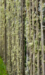 Fototapeta premium Nahaufnahme Moos bewachsener, hölzener Zaun, Gartenzaun, 