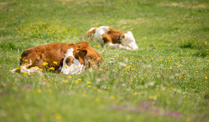 glückliche, schlafende Milchkühe auf einer grünen Graswiese