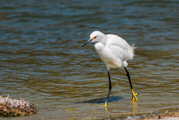 Snowy Egret (Egretta thula) in Malibu lagoon, California, USA