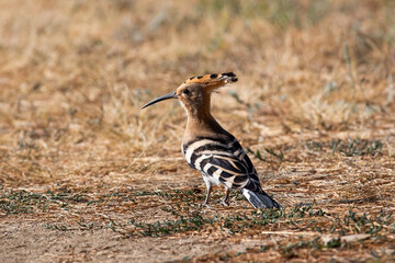 A hoopoe walks through a clearing in search of tasty larvae. Upupa epops sit on ground
Spotted flycatcher sit on branch Volgograd region, Russia.