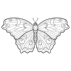 Hand drawn ornamental butterfly outline illustration with decorative ornaments