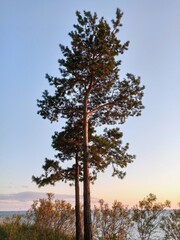 Fototapeta na wymiar Tall Beautiful Tree on The Bank Of a Cliff