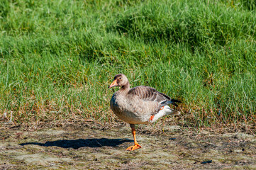 Immature Greater White-fronted Goose (Anser albifrons) in Malibu Lagoon, California, USA