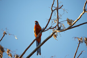 Australian bird known as crimson rosella, perched on a tree in spring