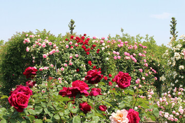 満開の薔薇