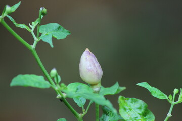 NuMex Twilight chile plant with fruit and buds