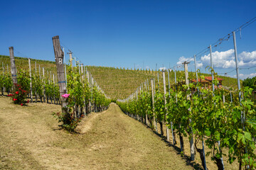Vineyards of Langhe, Piedmont, Italy at May