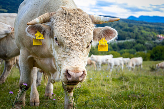 Cow on a pasture in Slovakia looking towards the camera