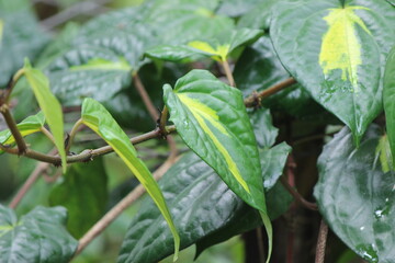 betel (Piper betle) is a vine of the family Piperaceae, which includes pepper and kava