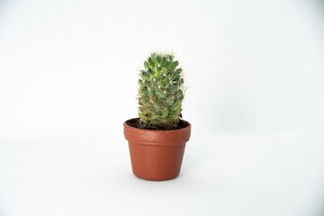 小さいサボテン