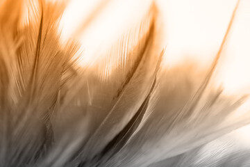Colorful bird and chicken feathers in soft and blur style for the background