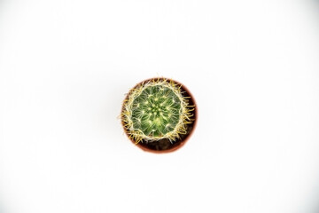 上から見たサボテン