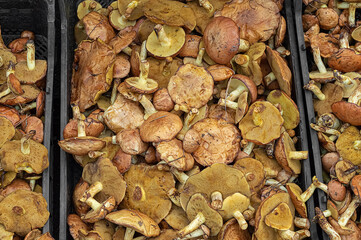 Mushroom fresh harvest in plastic crates