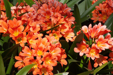 Sydney Australia, bright orange flowers of a clivia miniata native to South Africa and eswatini