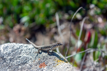 Lizard on a rock taking sun