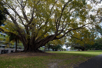 Sydney Australia, autumn-like springtime scene of a large ficus virens tree loosing it's leaves