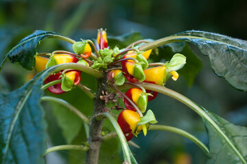 Sydney Australia, unusual red and yellow flowers of an impatiens niamniamensis or parrot impatiens...