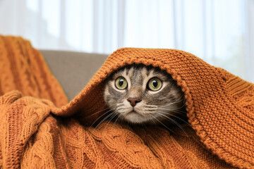 Beautiful cat hiding under warm blanket at home. Cute pet