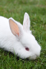 white rabbit on green grass