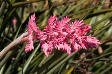Sydney Australia, close-up of a pink flower of an aechmea distichantha plant