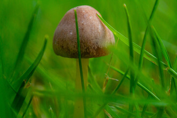 grzybek schowany w trawie © Piotr_Kardas
