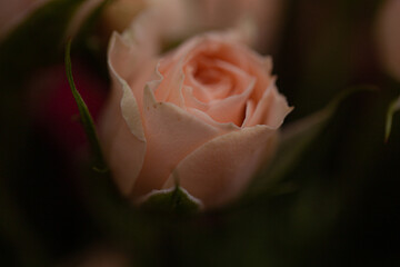 A bunch of small roses blur macro