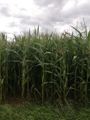 A corn field under a cloudy summer sky