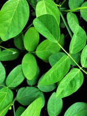 green leaves background