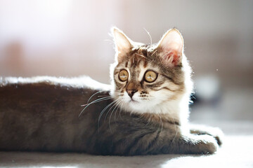 Fototapeta premium Happy cute kitten lying on the keyboard. Cozy morning at home. Background with space for copying. Selective focus. Horizontal.