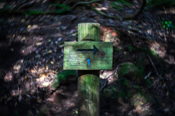 Old wooden signpost on the forest path.