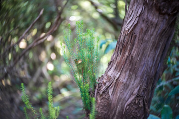 Young sprouts, close-up. Shallow depth of field. Swirling bokeh. Center focus.
