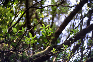 Branch of tree, close-up. Swirling bokeh. Center focus.