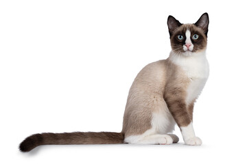 Adorable young Snowshoe cat kitten, sitting up straight side ways. Looking towards camera with the typical blue eyes. Tail stretched behind body. Isolated on a white background. © Nynke