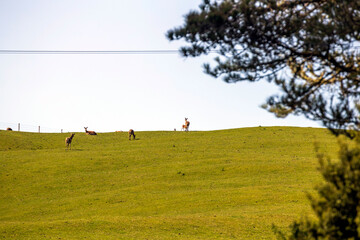 Obraz na płótnie Canvas Flock of deers on the meadow