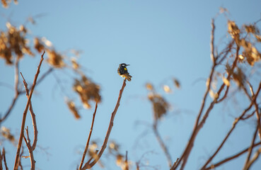 New Holland honey eater bird perched on a tree against a blue sky, in Adelaide, South Australia